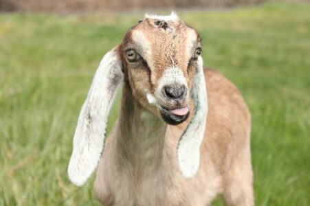 The Newest Member At Goat Song Farm Image